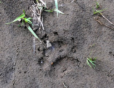 YOUNG GRIZZLY TRACK.JPG