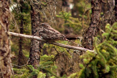 COMMON NIGHTHAWK #1.JPG