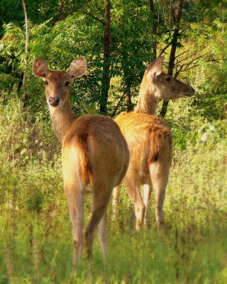 TIMOR DEER PAIR.JPG