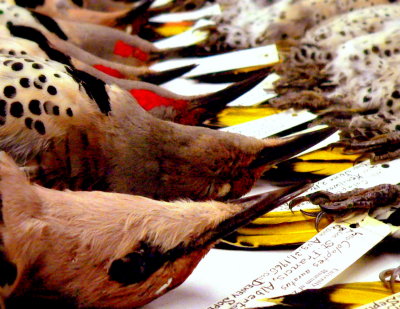 FLICKER TRAY.JPG
