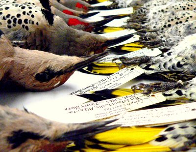 FLICKER TRAY #2.JPG