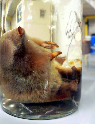 GOLDEN MOLE #1.JPG