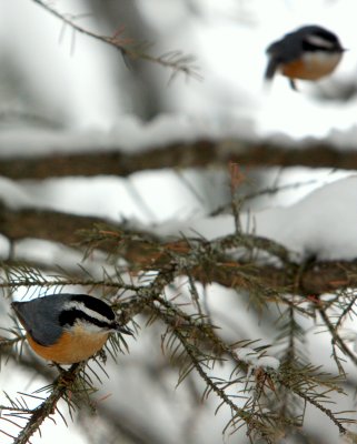  NUTHATCH AND DOPPELGANGER.JPG