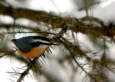 RED-BREASTED.JPG