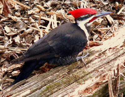 PILEATED 1.JPG