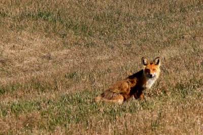 RED FOX.JPG