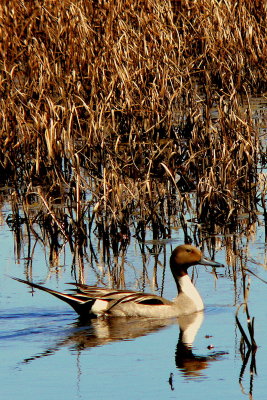 NORTHERN PINTAIL.JPG