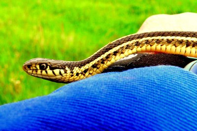 PLAINS GARTER SNAKE.JPG