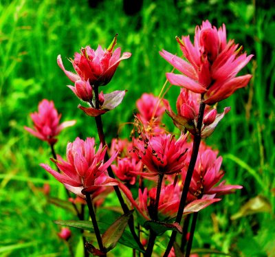 INDIAN PAINTBRUSH.JPG