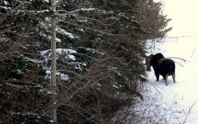 MOOSE IN WINTER.JPG