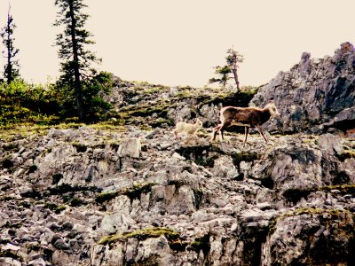 STONE SHEEP EWE AND LAMB.JPG