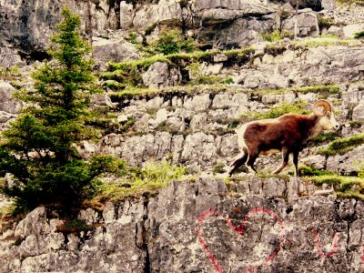 STONE RAM.JPG