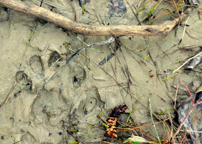LYNX TRACK.JPG