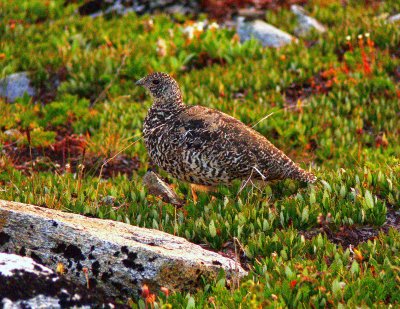 PTARMIGAN.JPG