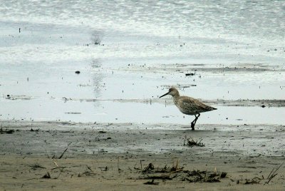 WILLET.JPG