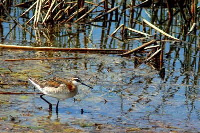 WILSON'S PHALAROPE-MALE #1.JPG