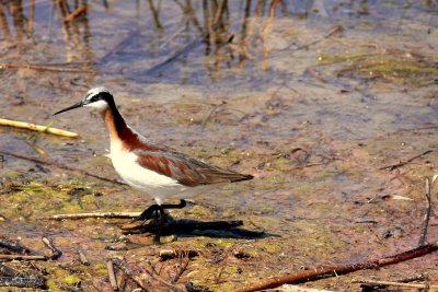 WILSON'S PHALAROPE-FEMALE .JPG