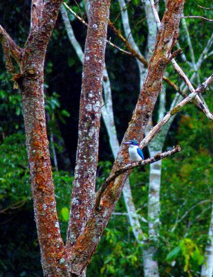 COLLARED KINGFISHER 1.jpg