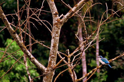 COLLARED KINGFISHER 2.jpg