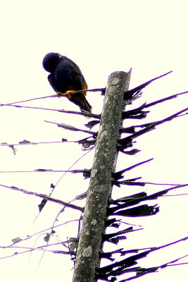 FIERY-BROWED MYNAH DISPLAY #1.jpg