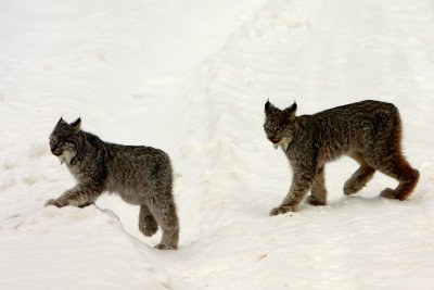 KITTEN PAIR.jpg