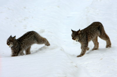 KITTEN PAIR #2.jpg
