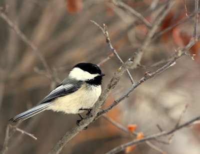 BLACK-CAPPED.jpg