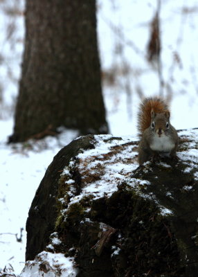 RED SQUIRREL STARE.jpg