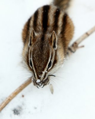 SNOWY NOSE.jpg