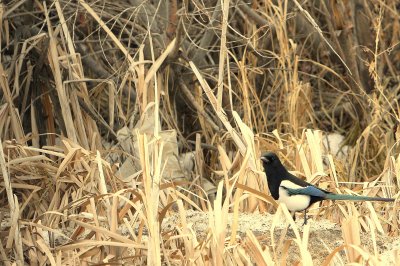 MAGPIE IN BULLRUSHES.jpg