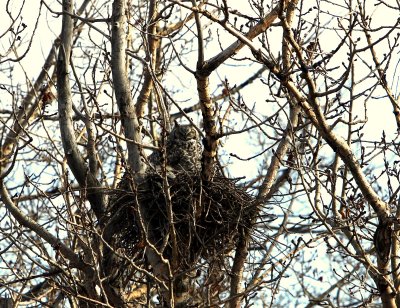 GREAT HORNED OWL ON NEST.jpg