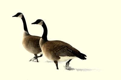 MATED PAIR.jpg