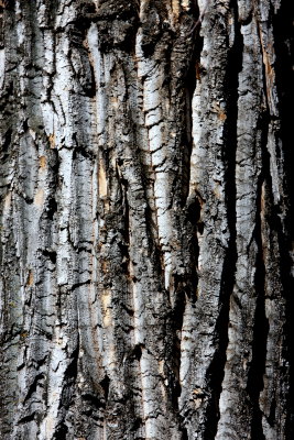 BLACK POPLAR BARK.JPG