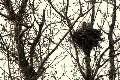 2 OF THE CHICKS.jpg