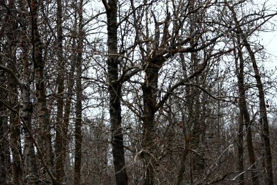 BY HIMSELF IN THE BIG WOODS.jpg