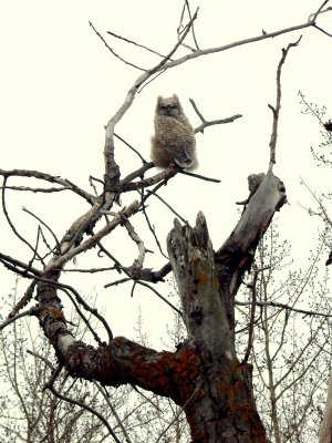 TWIG FRAME.JPG