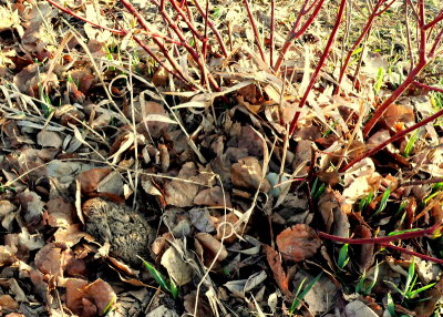 CAMOUFLAGED LEVERET.JPG