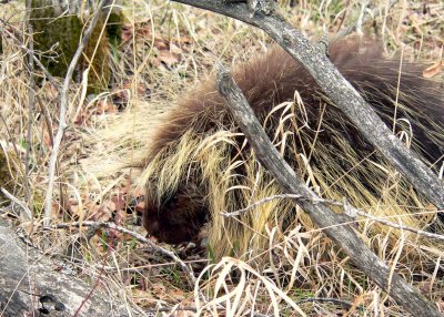 PORCUPINE-PORTRAIT 2.JPG