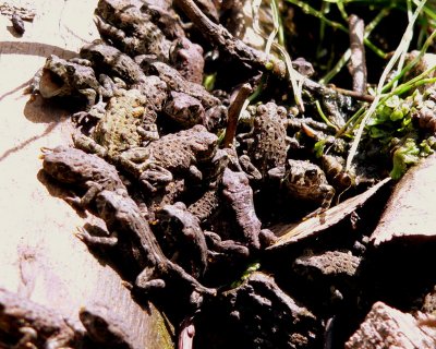 BOREAL TOAD