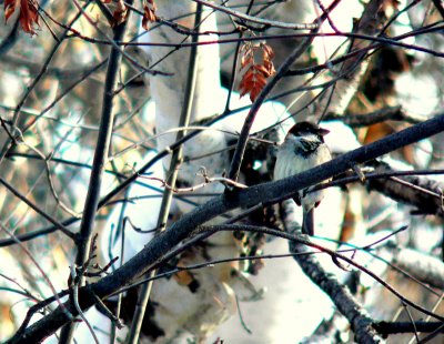 AROUND MY HOUSE