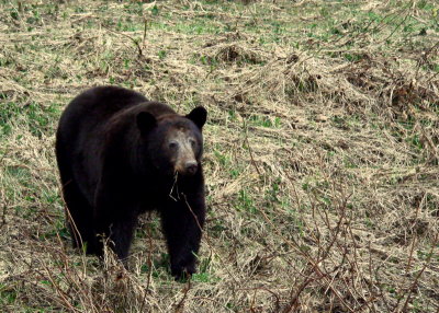 GRAZING BEAR.JPG
