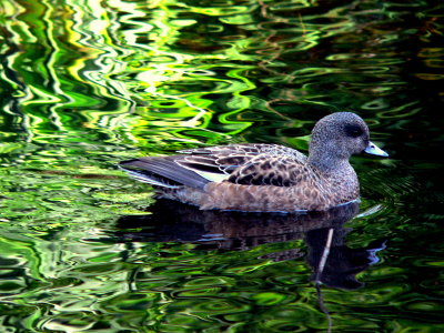 AMERICAN WIDGEON HEN.JPG