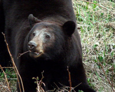 GRAZING BEAR 2.JPG