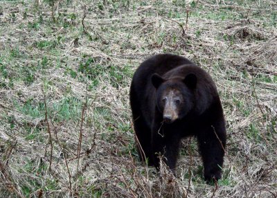 GRAZING BLACK BEAR