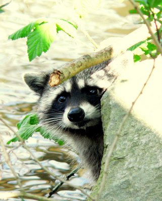 PEERING RACCOON.JPG