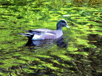 AMERICAN WIDGEON DRAKE 2.JPG