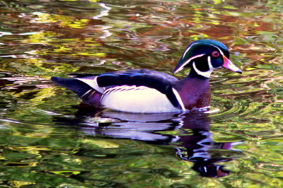 WOOD DUCK.JPG