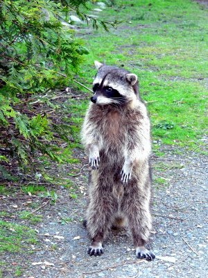 STANDING.JPG