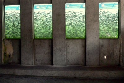 LYNN CANYON FISH HATCHERY.JPG