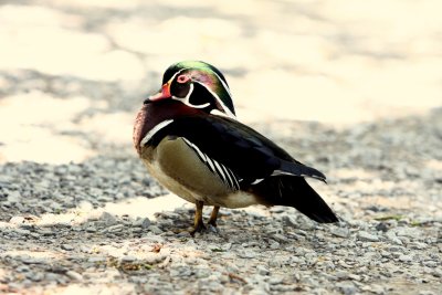 WOOD DUCK DRAKE.jpg